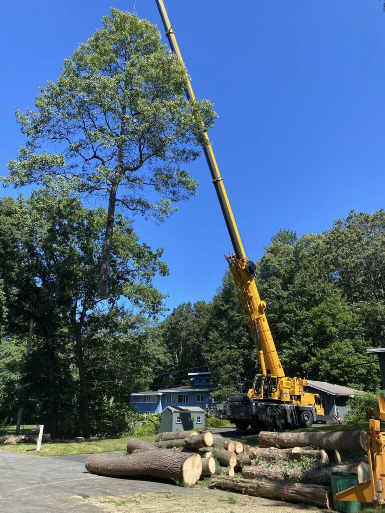 Crane-Remove-Tree.jpg