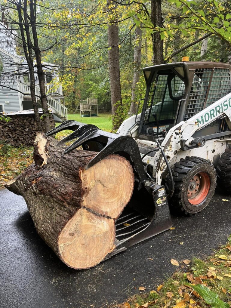 Morrison-Bobcat-with-Log.jpg