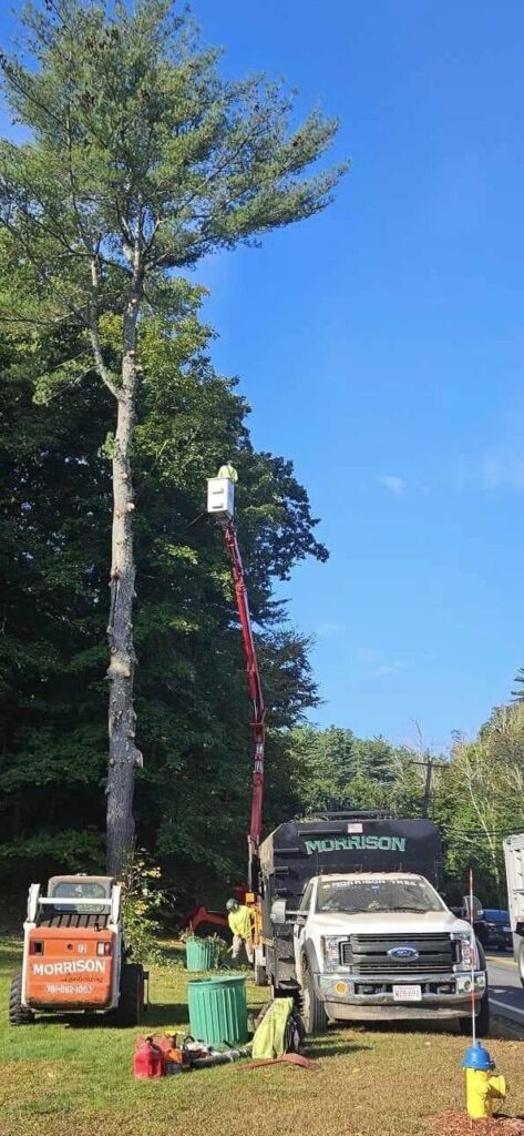 Tree After 1