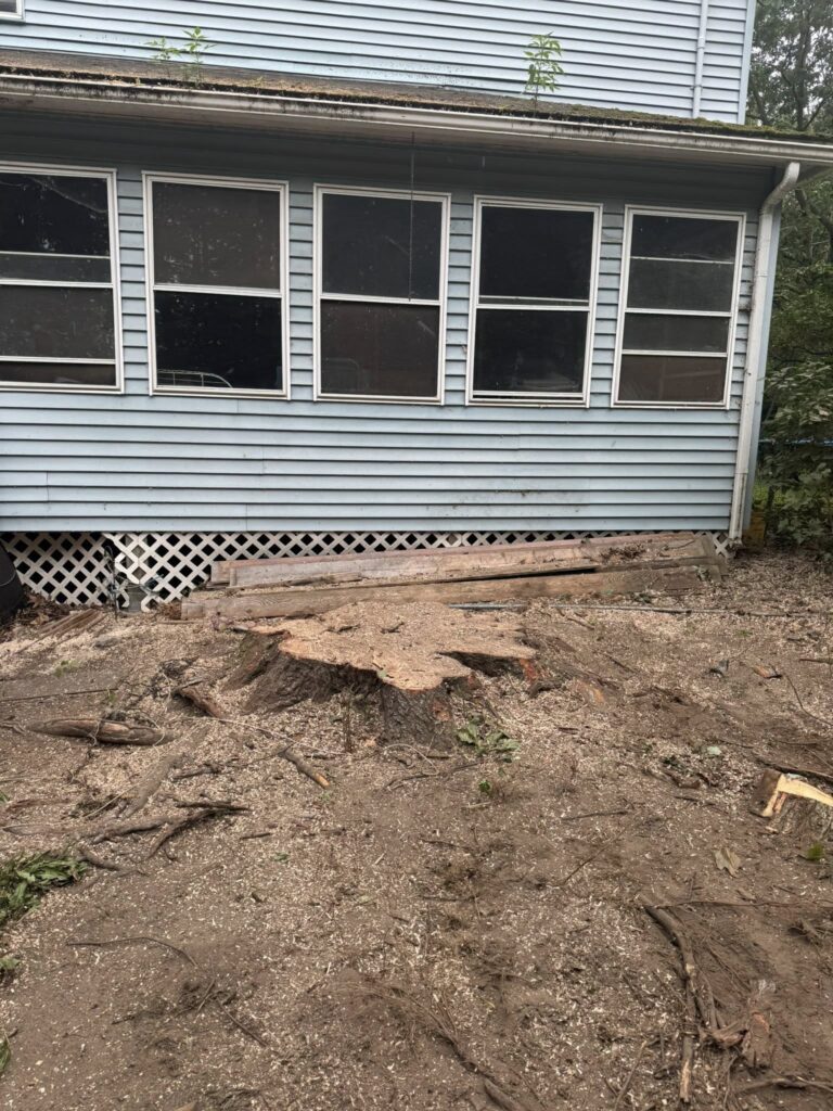 Tree Cut Down