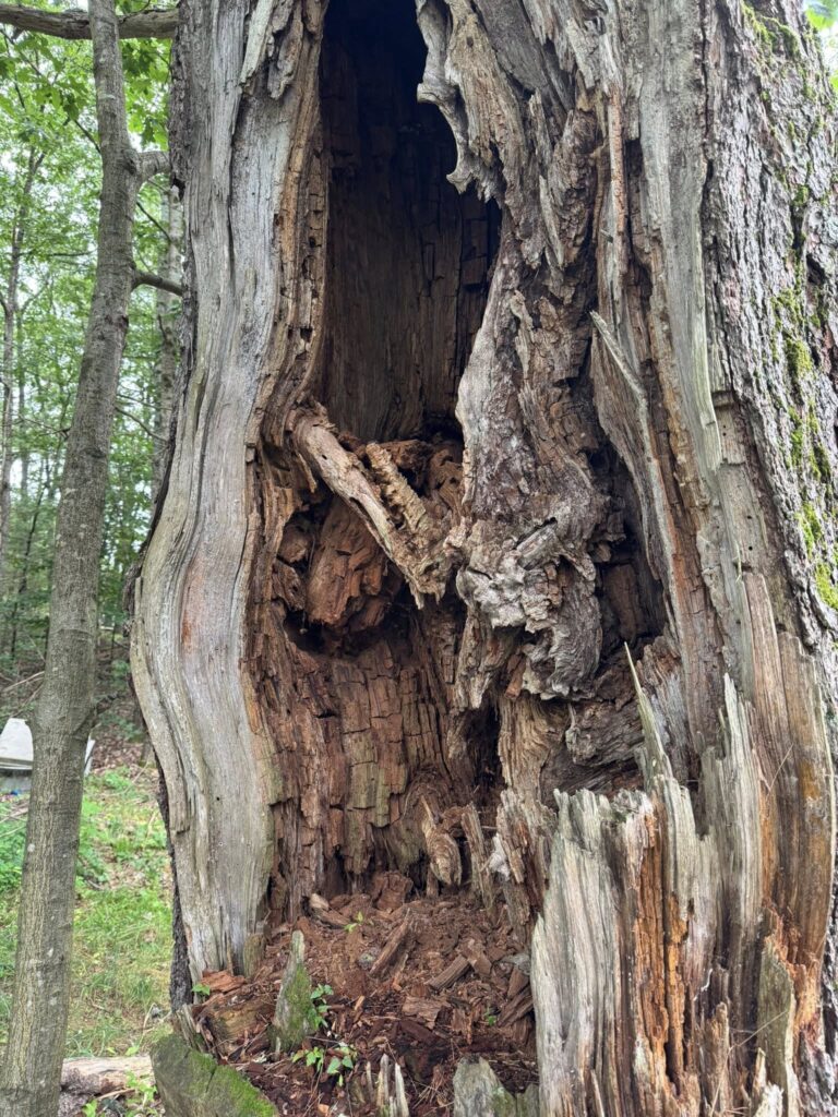 Tree Rot
